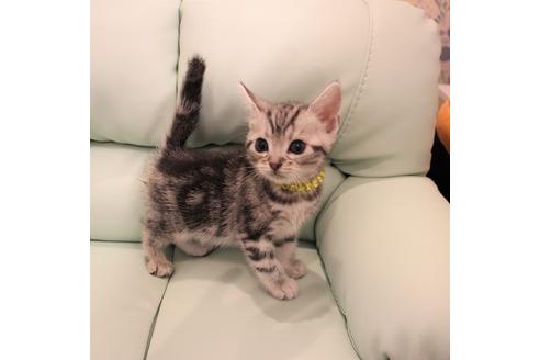 成約済の大阪府のアメリカンショートヘア-6110の1枚目